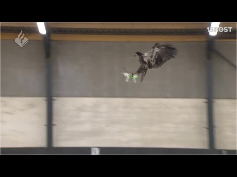 La policía Holandesa está entrenando águilas para derribar drones en pleno vuelo