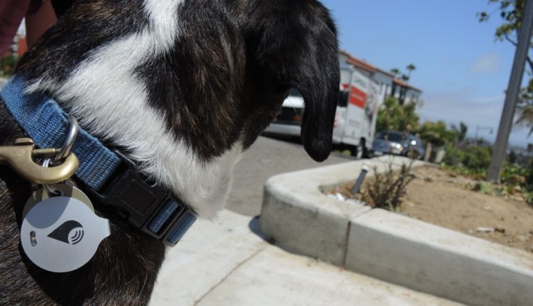 TrackR, rastreador para perros del tamaño de una moneda